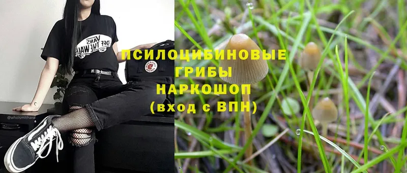 Галлюциногенные грибы Magic Shrooms  купить   Новомосковск 